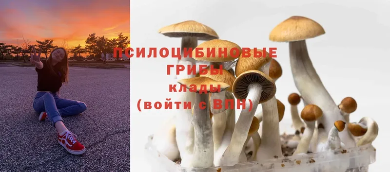 цены   Нерехта  Псилоцибиновые грибы Magic Shrooms 